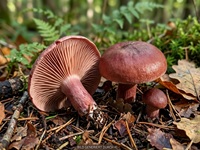 Weinroter Schneckling1